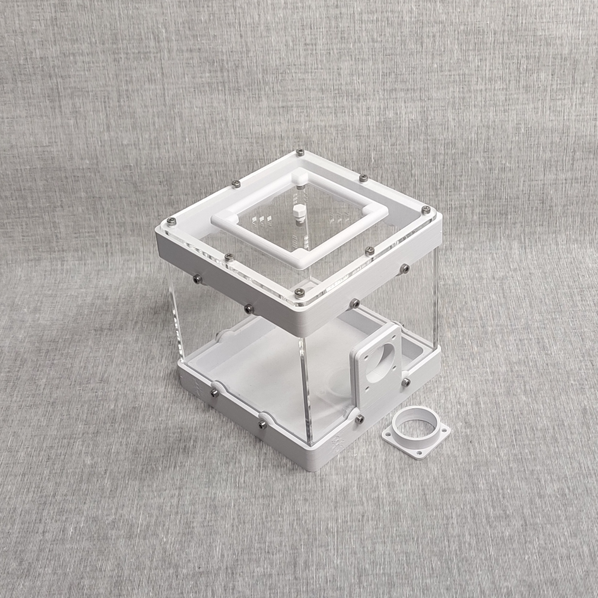 Small Leafcutter Outworld